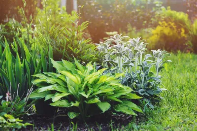 Perennials for Shade