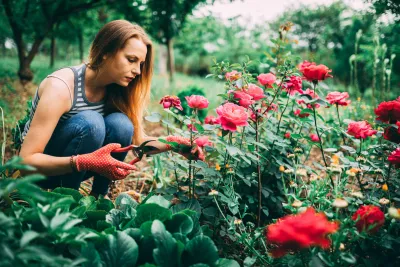 Roses - Types and How to Prune