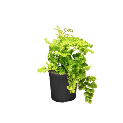 Maidenhair