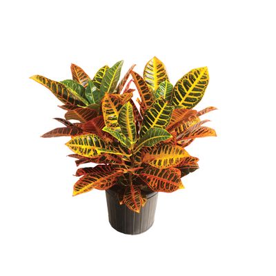 Croton