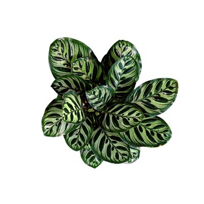 Calathea