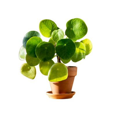Pilea