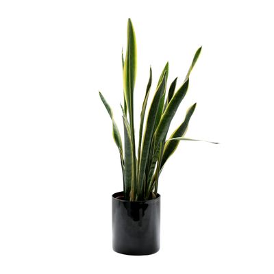 Snake Plant