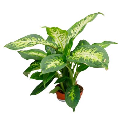 Dieffenbachia