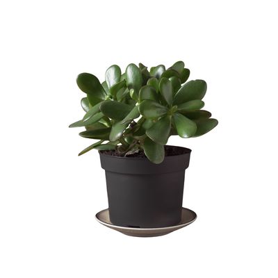 Crassula Ovata