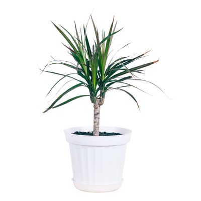 Dracaena
