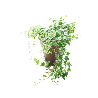 Ivy