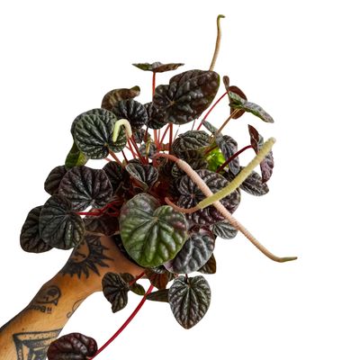 Peperomia