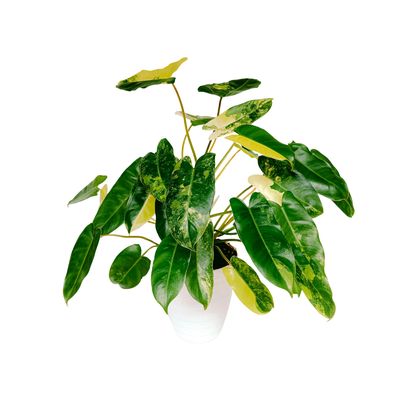 Philodendron