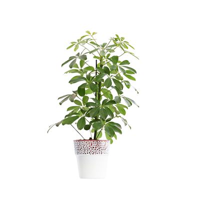Schefflera