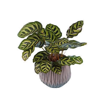 Prayer Plant
