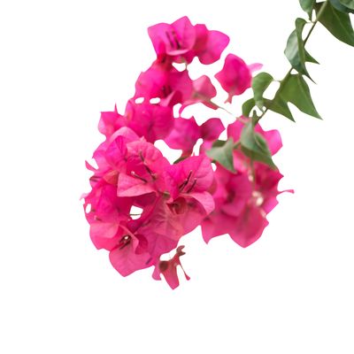 Bougainvillea