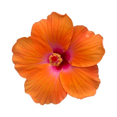 Hibiscus