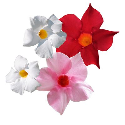 Dipladenia