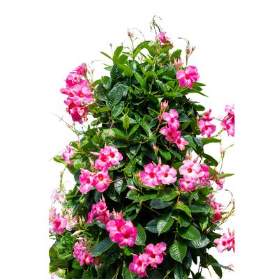 Mandevilla