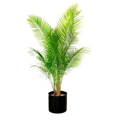 Palms