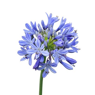 Agapanthus
