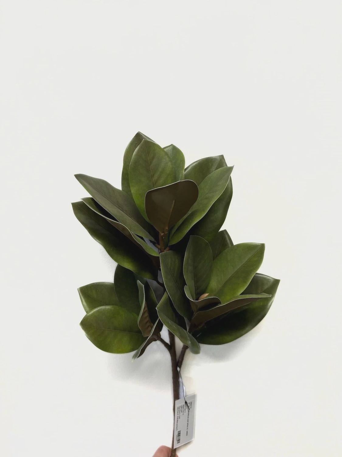 Magnolia Leaf Stem 32&quot; green