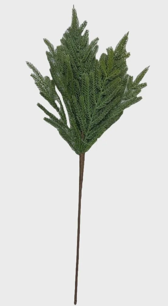 Norfolk Pine Spray 24&quot; green