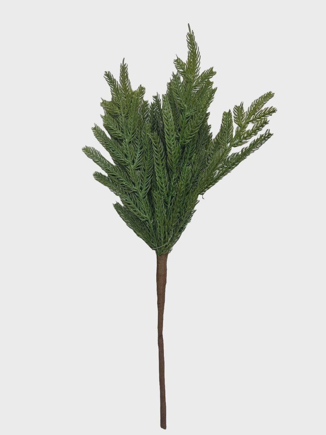 Norfolk Pine Pick 12&quot; green