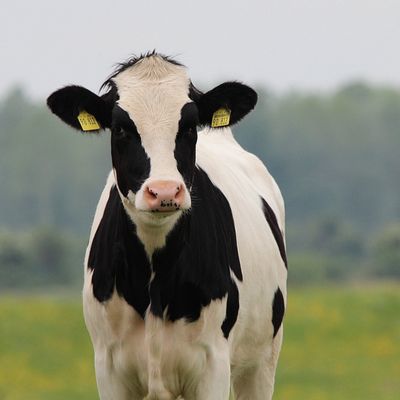 Manure