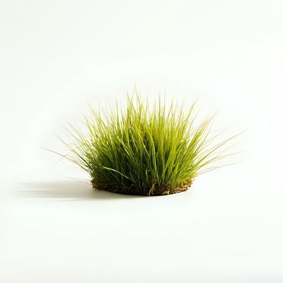 Lawn Fertilizers