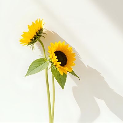 Annuals