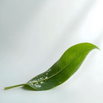 Disease &amp; Fungus Control