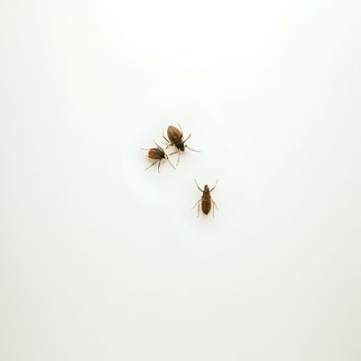 Insect &amp; Bug Control