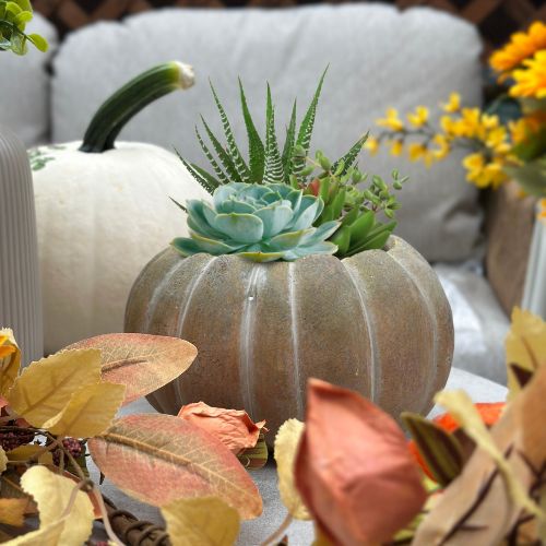 Succulent Pumpkin Planter Workshop-Saturday Sept 13th, Time: 11AM