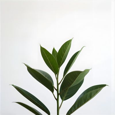 Plant Care &amp; Soils