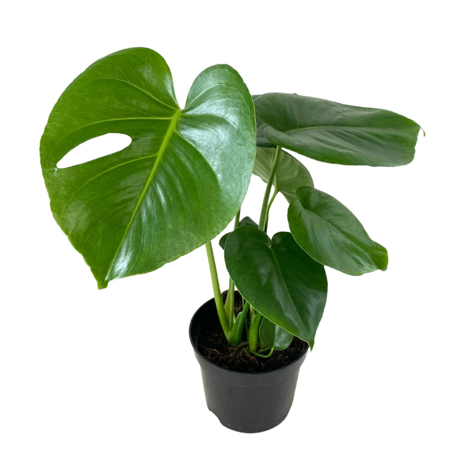 8&quot; Monstera