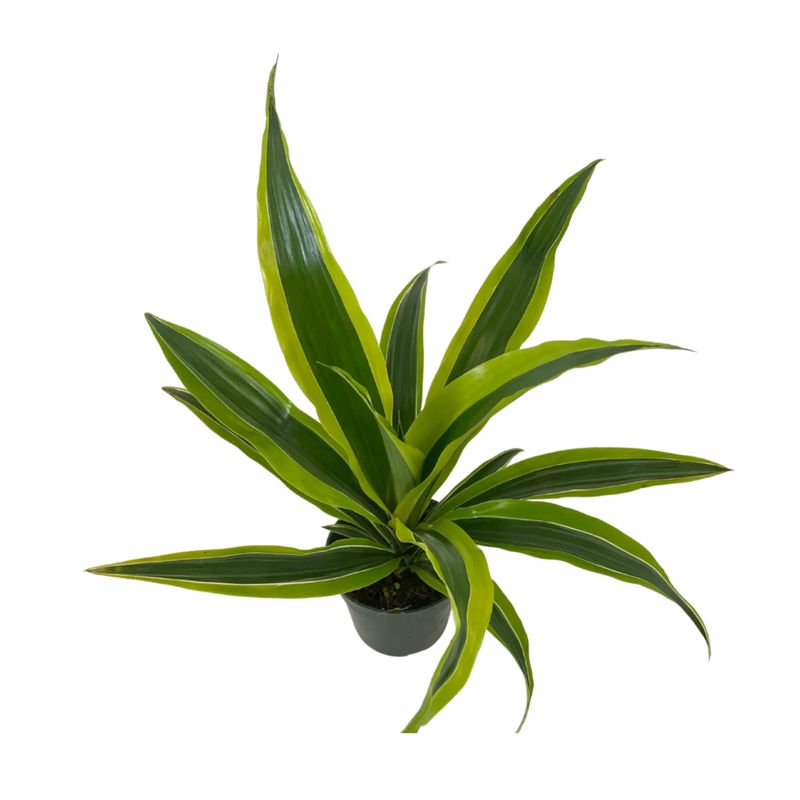 8&quot; Dracena Lemon Lime