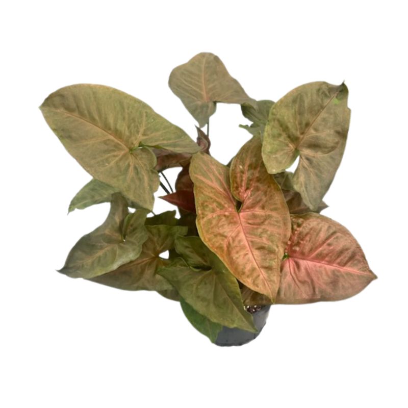 6&quot; Syngonium Merry Maria