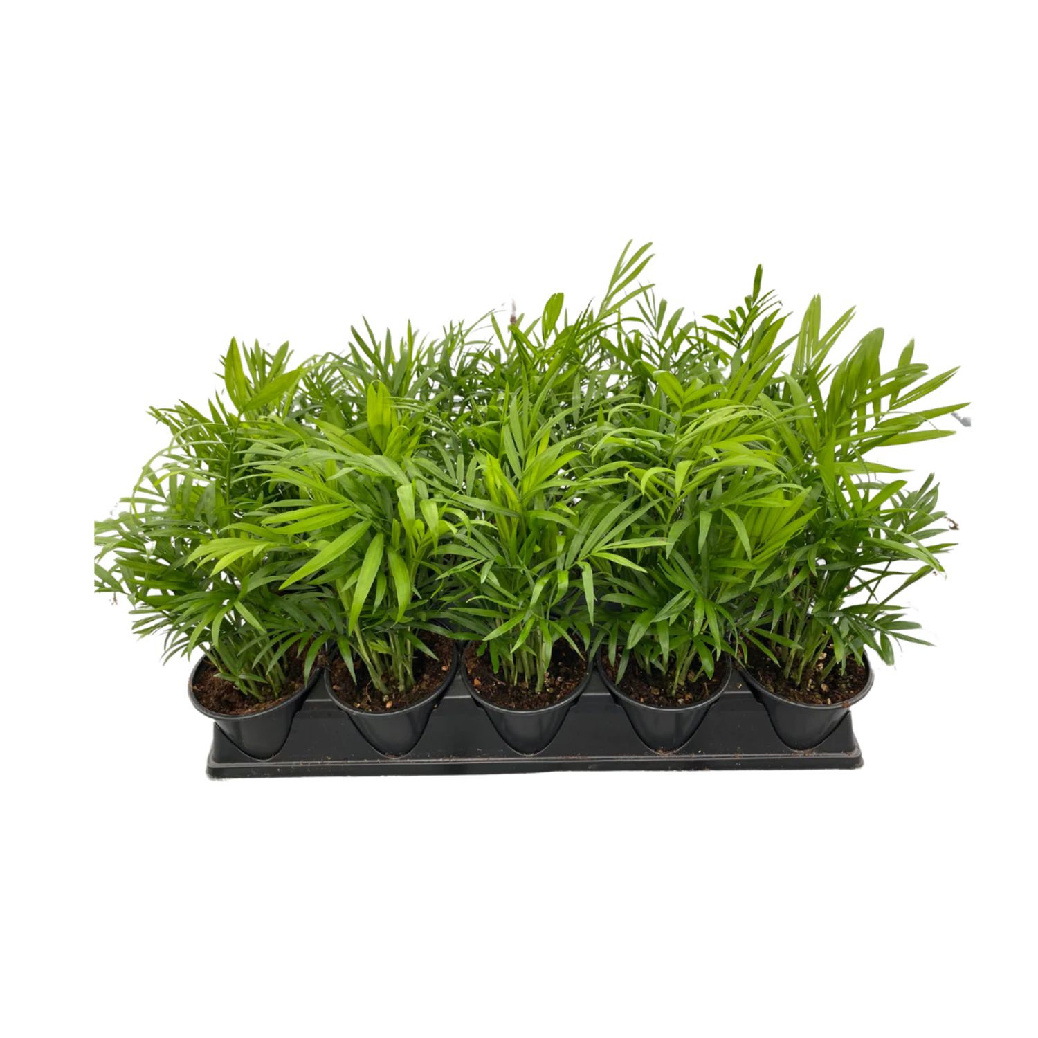 6&quot; Neantha Bella Palm