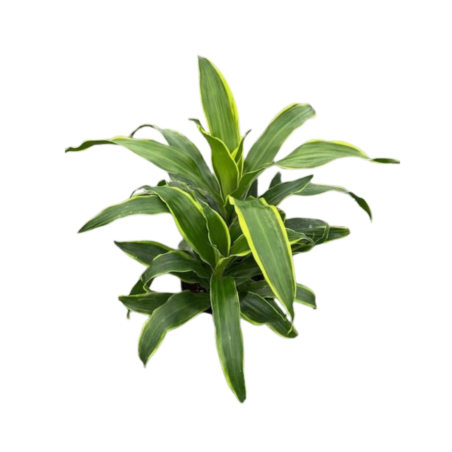 8&quot; Dracena Art