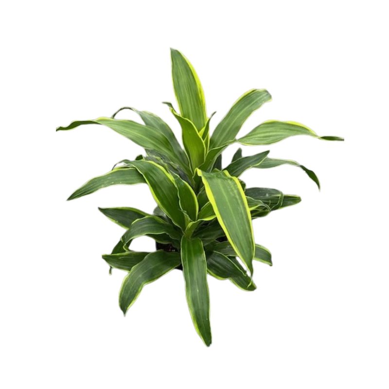 8&quot; Dracena Art