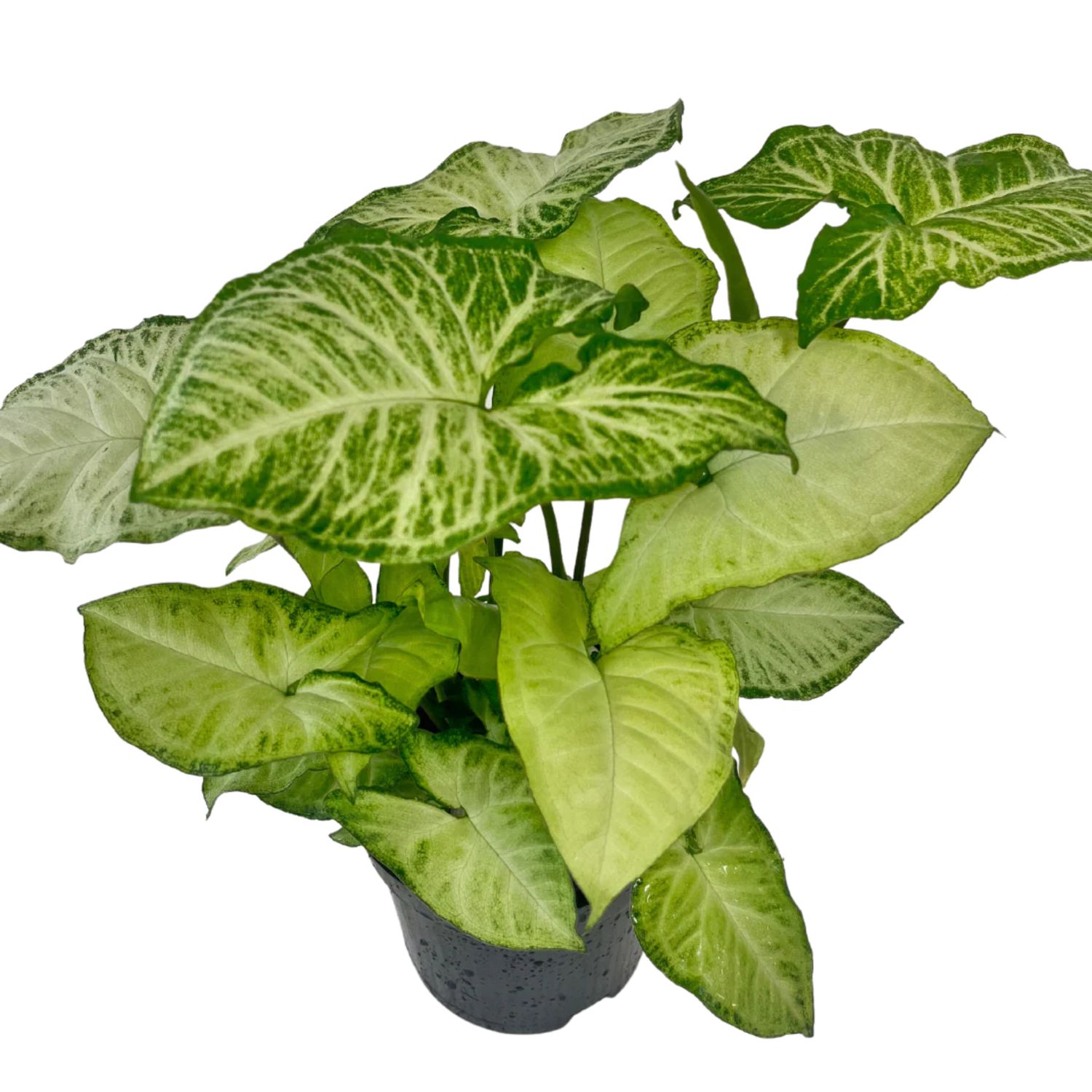6&quot; Syngonium White Butterfly