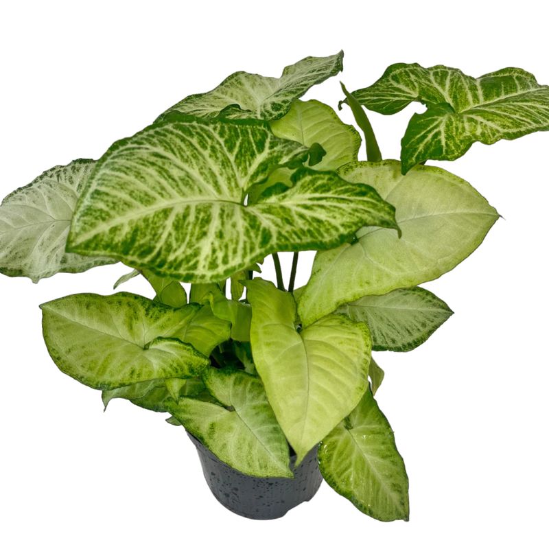 6&quot; Syngonium White Butterfly