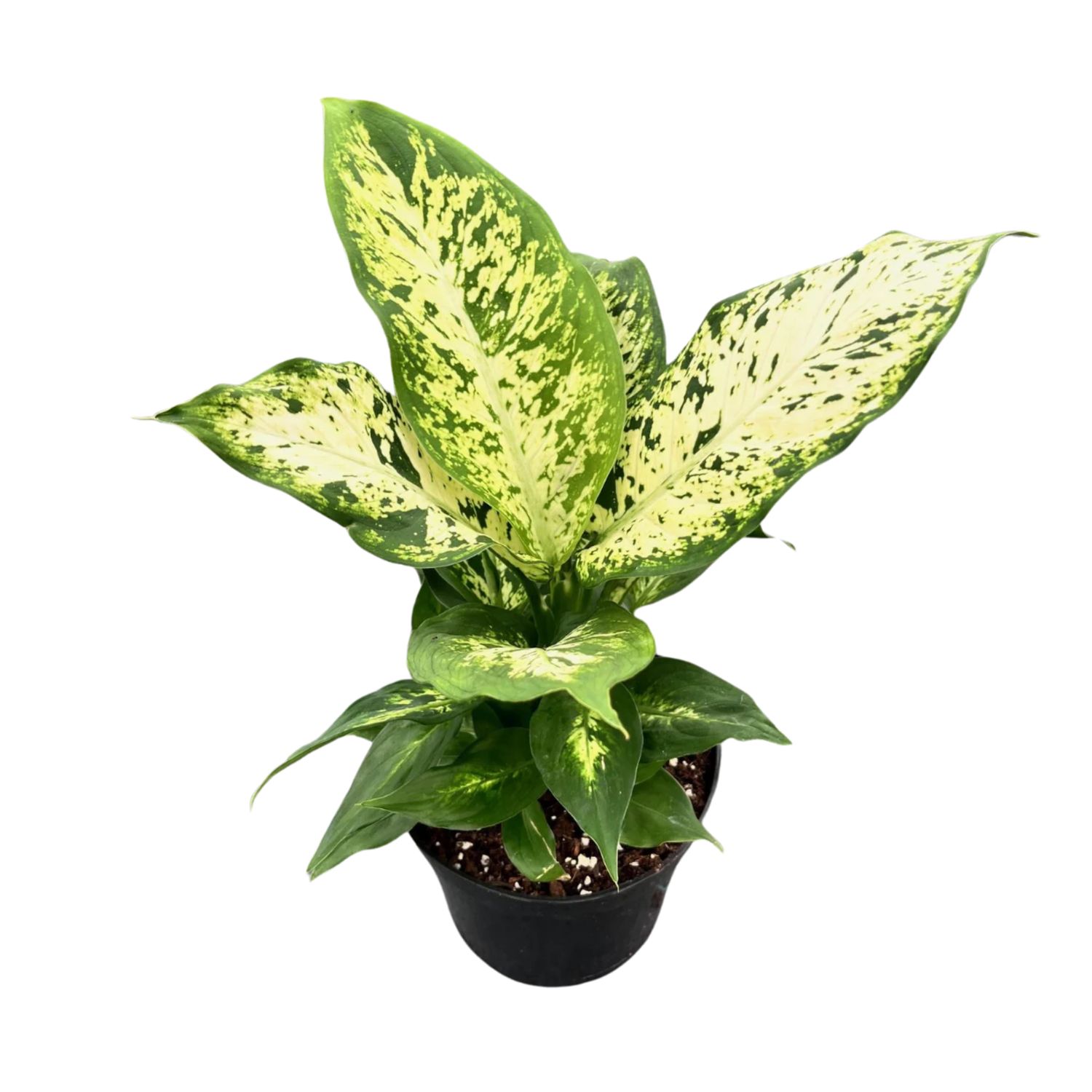 6&quot; Dieffenbachia Compacta