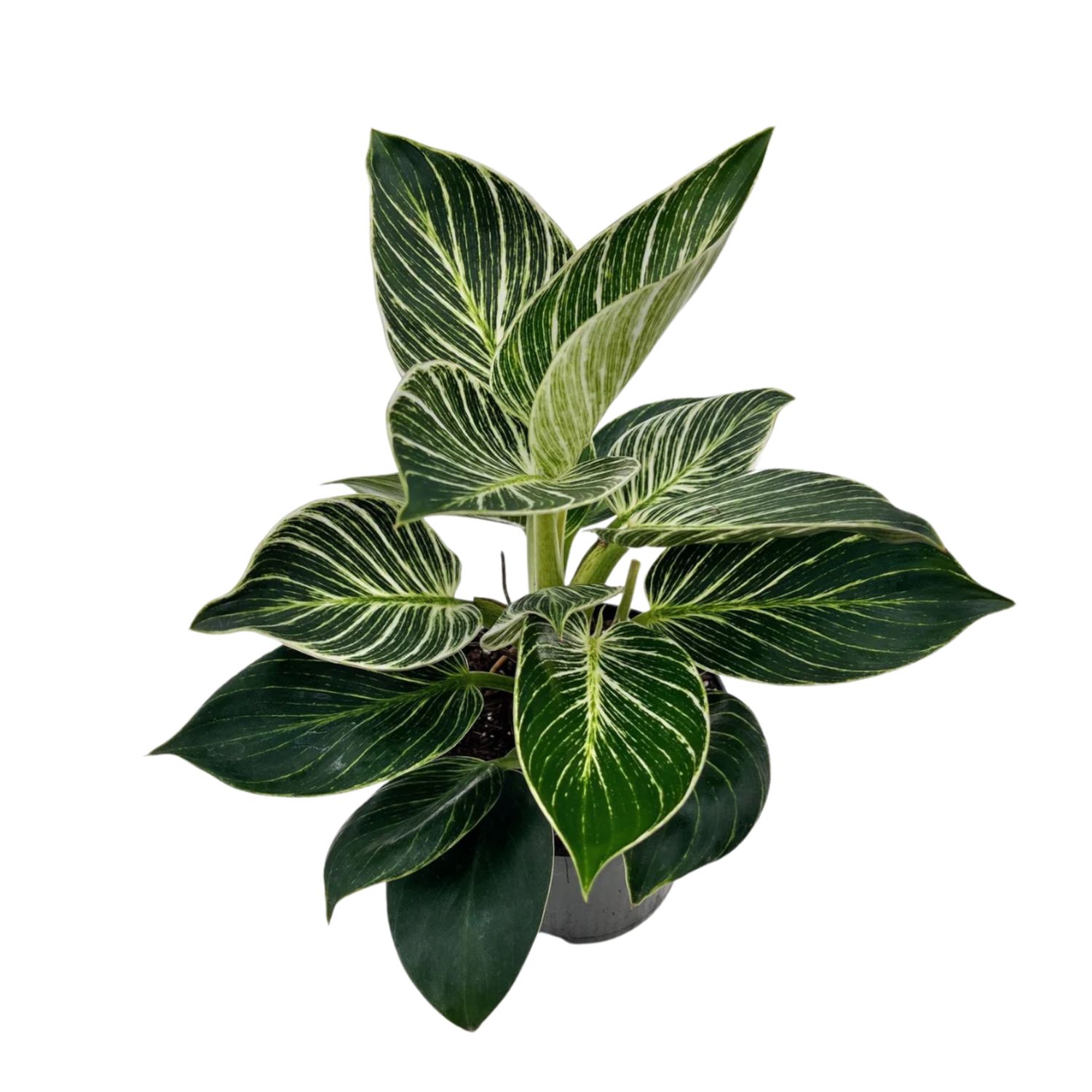 6&quot; Philodendron Birkin