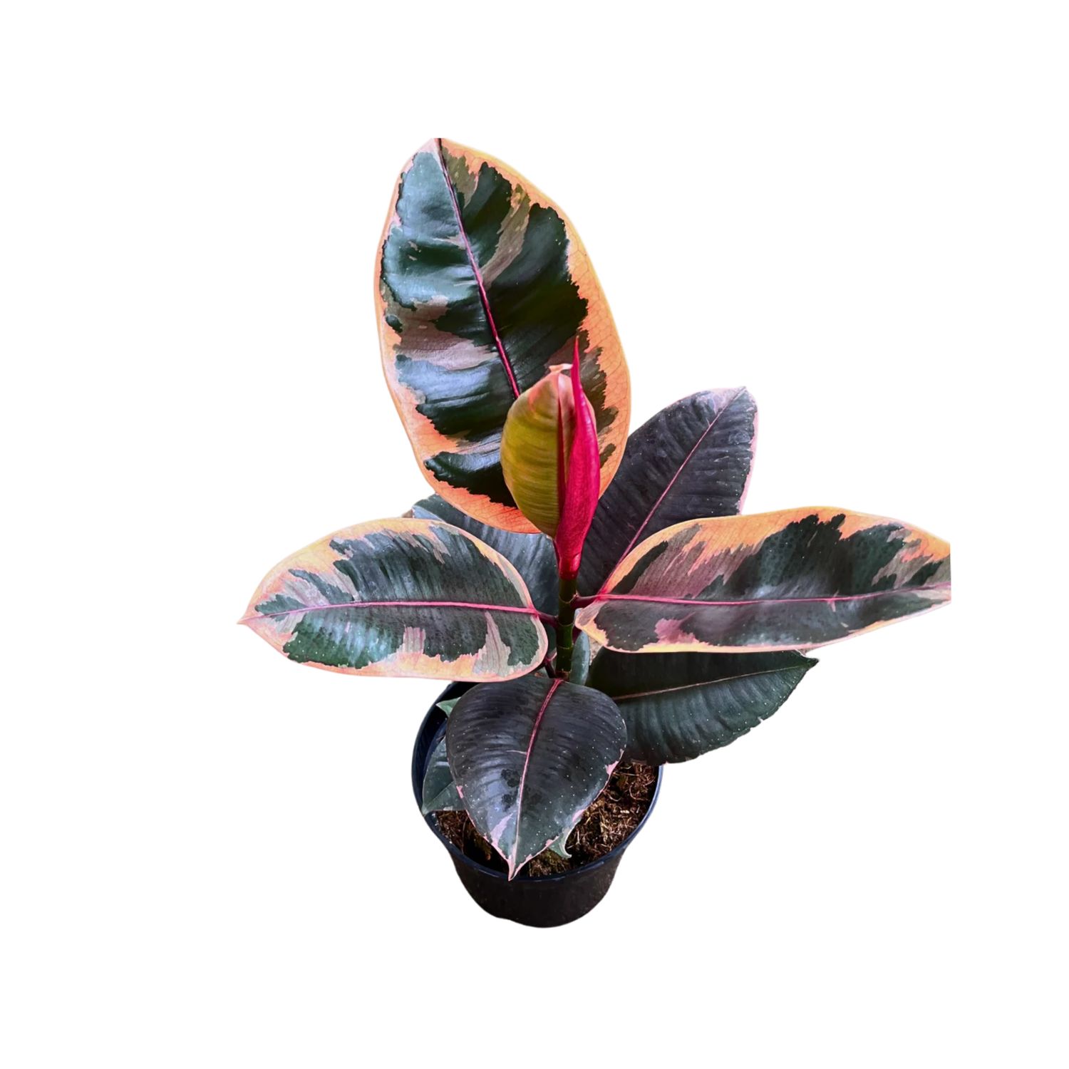 6&quot; Ficus Ruby