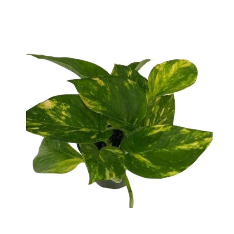 4&quot; Pothos Golden
