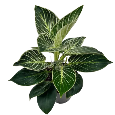 Houseplants