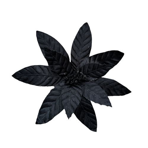 Black Poinsettia Stem