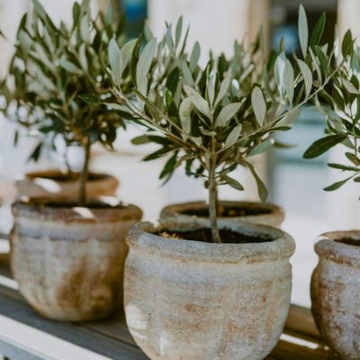 Plant Care &amp; Soils