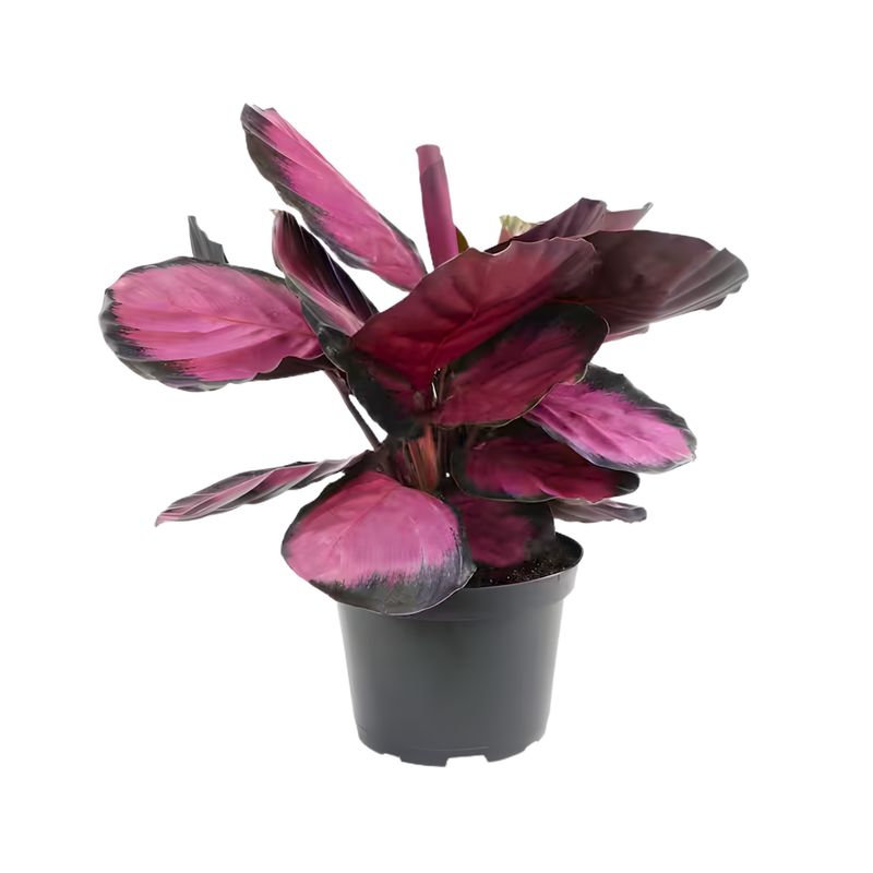 Prayer Plant ‘Red Rose’ (Calathea Red Rose)