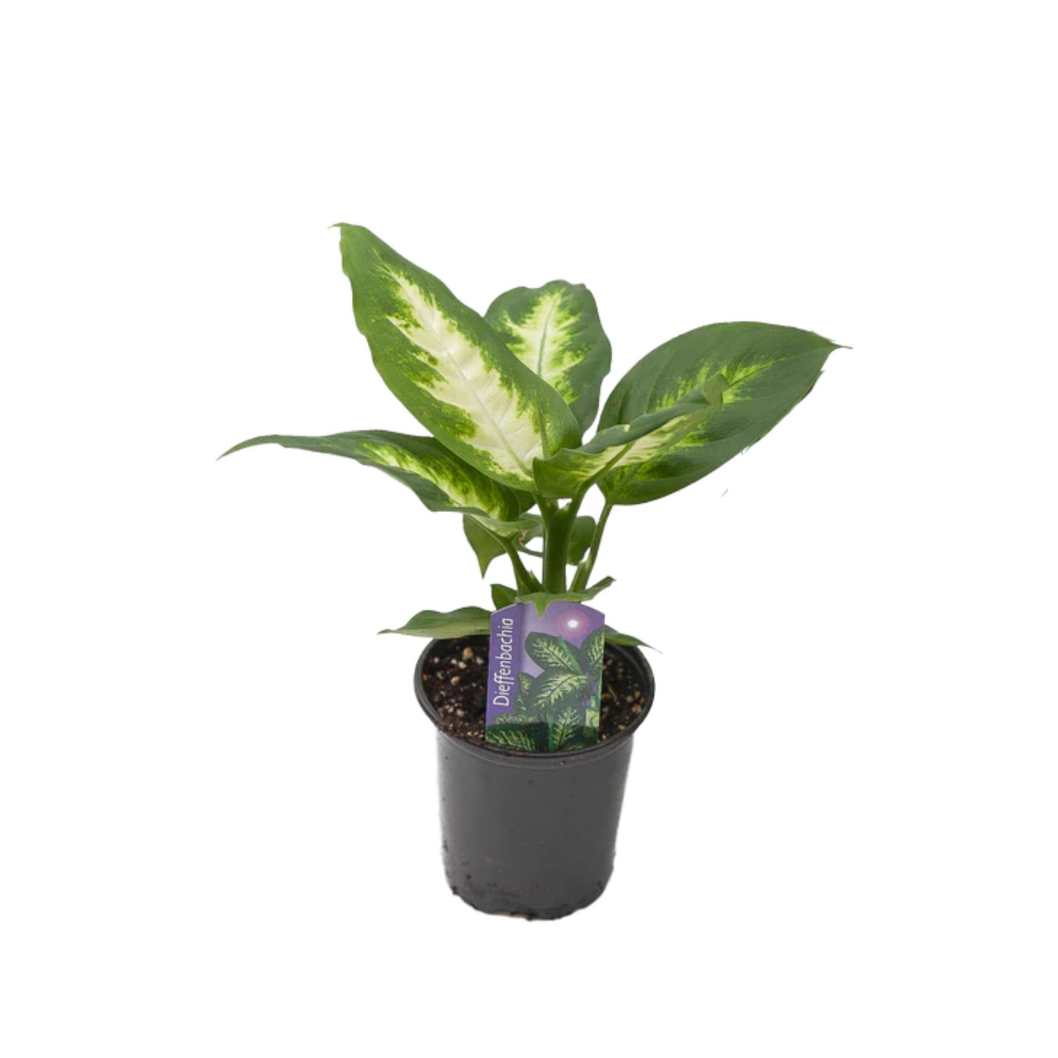 Dumb Cane (Dieffenbachia)
