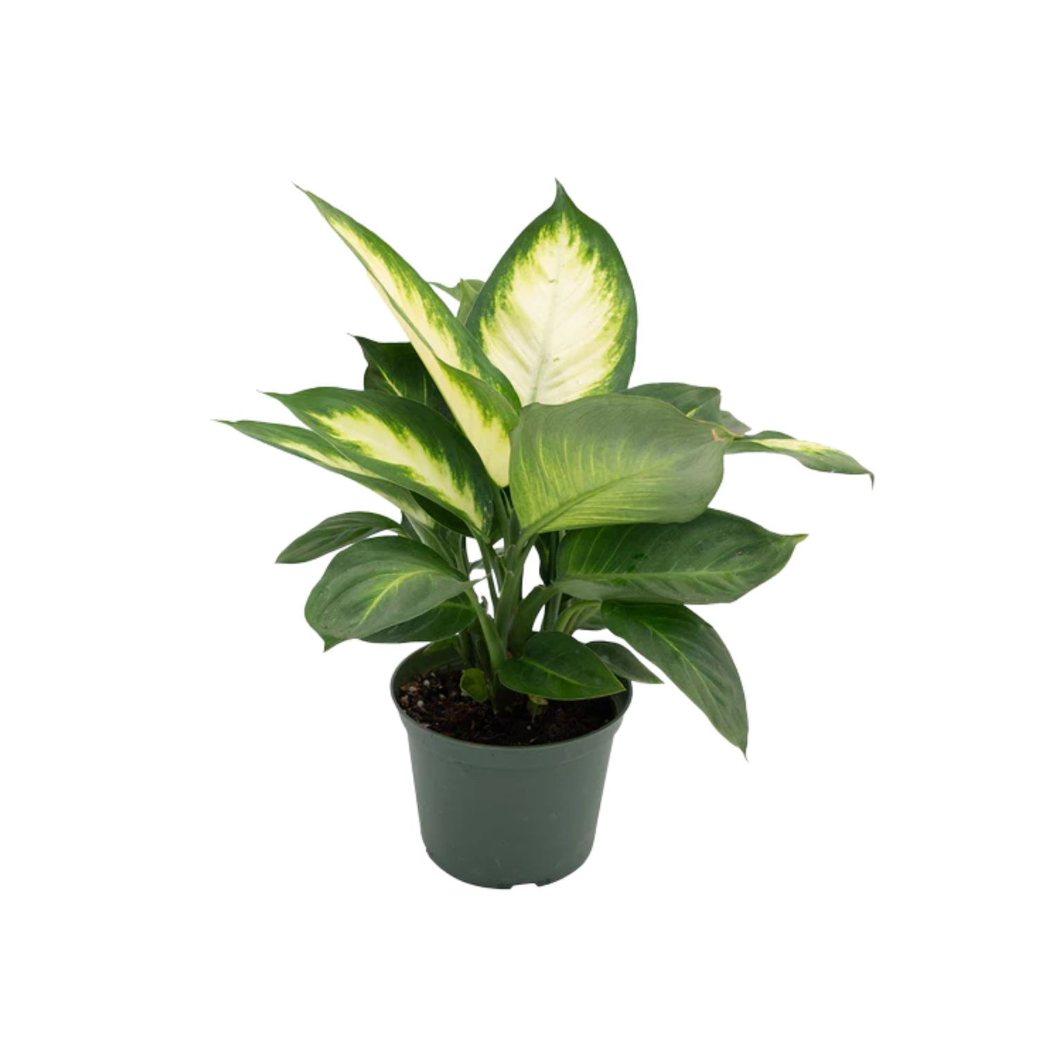 Dumb Cane ‘Marianne’ (Dieffenbachia Marianne)