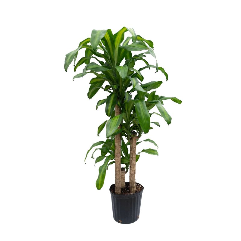 Corn Plant (Dracaena fragrans ‘Massangeana’)